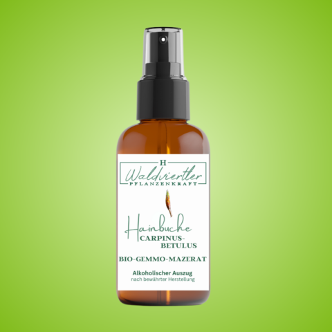 Gemmomazerate Hainbuche